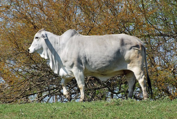 Brahman Bull