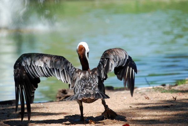 Kung Fu Pelican