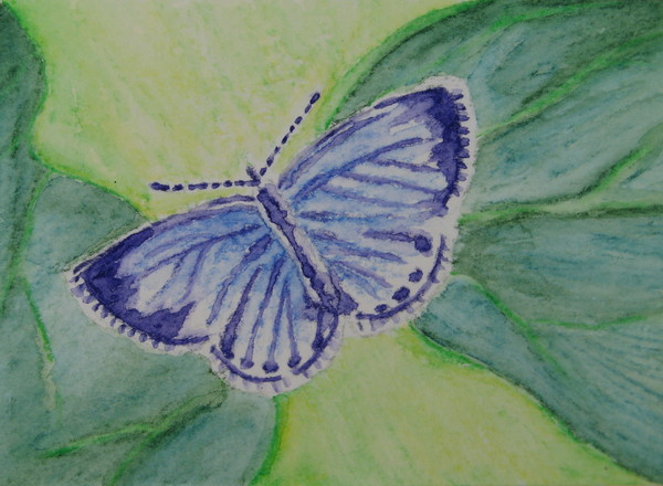 'Blue Butterfly'