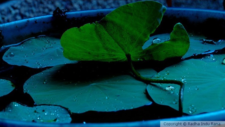 Private pond 