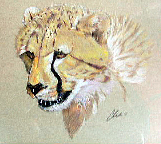 Young Cheetah