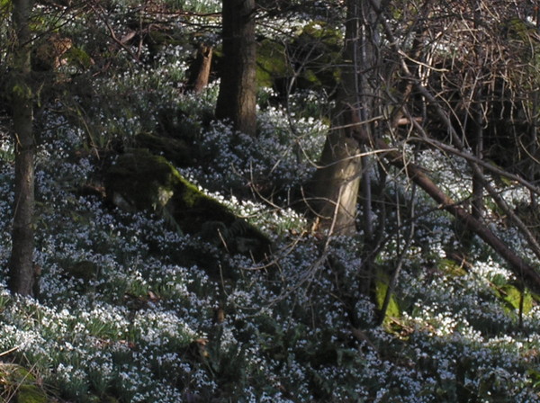               ' Snowdrops'