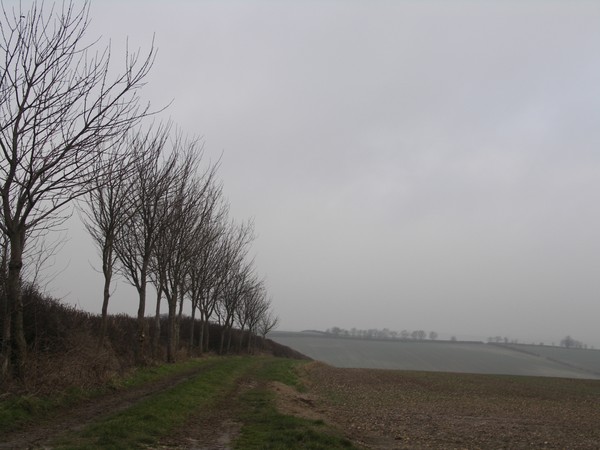 Tree line