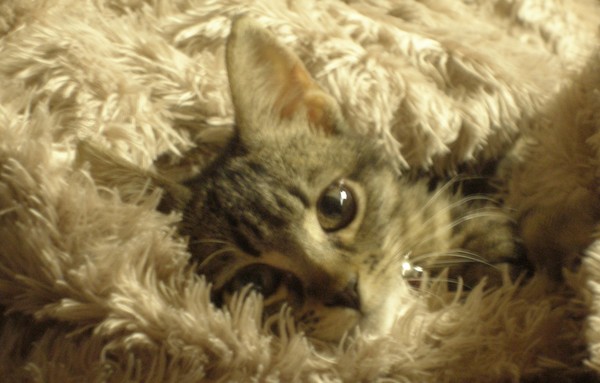 Pretty Kitten