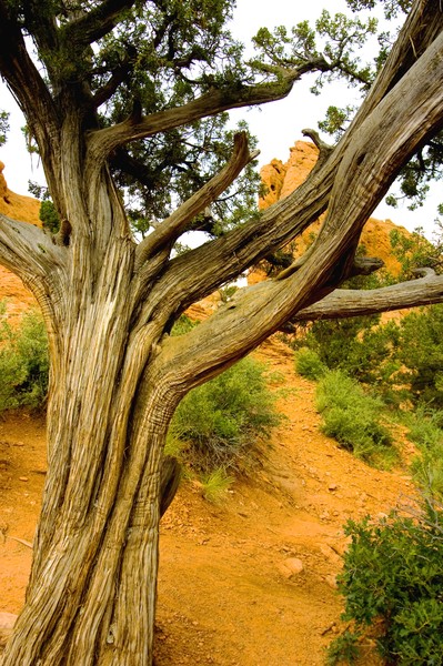 A Tree in the Garden of the Gods