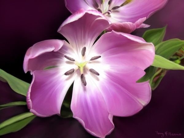 Purple Tulips In Bloom