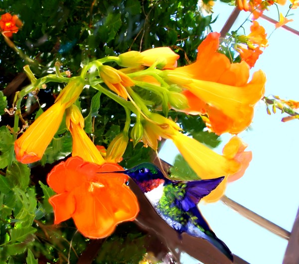 Hummingbird and trumpet vines