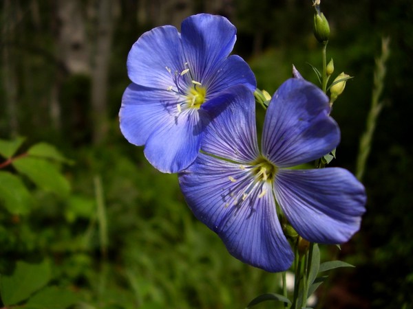 Wild Blue Flax