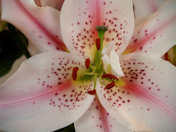 A Macro Lilly