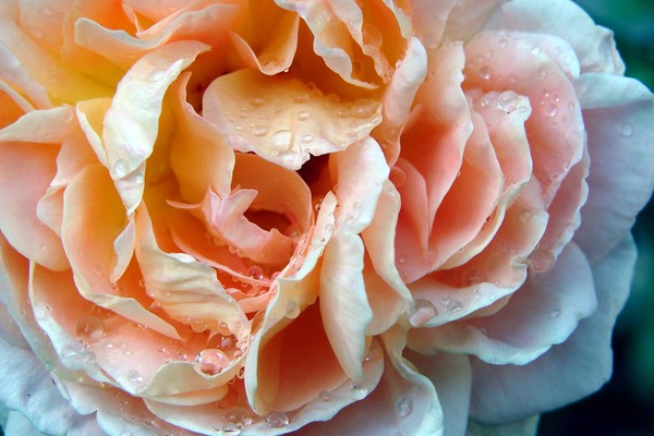 Sensual Rose After Rain