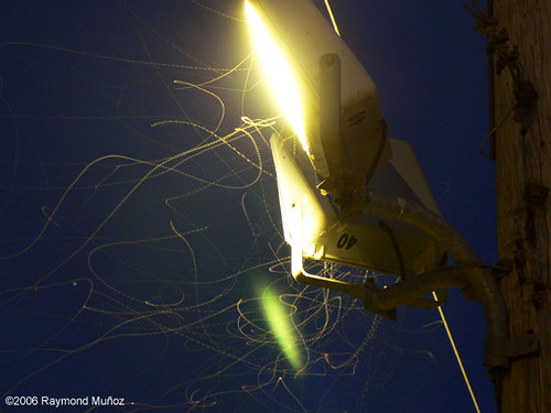 Illuminated Bugs
