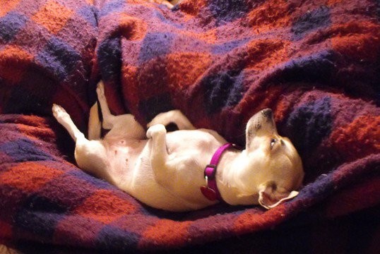 Lily !