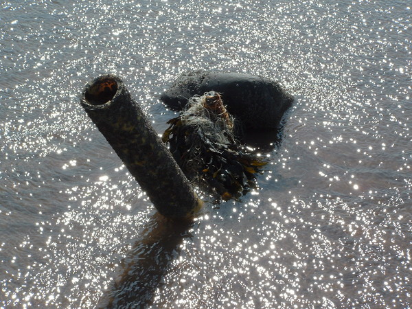 The things you see in the sea.