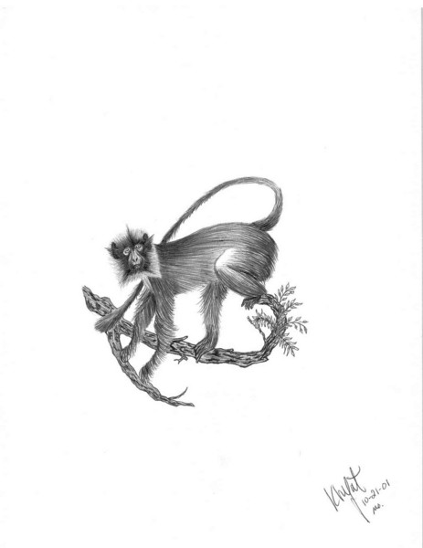 Monkey