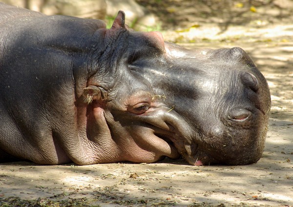 Sleepy Hippo.