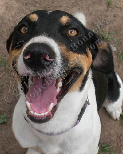 Hound Dog (Muttley)