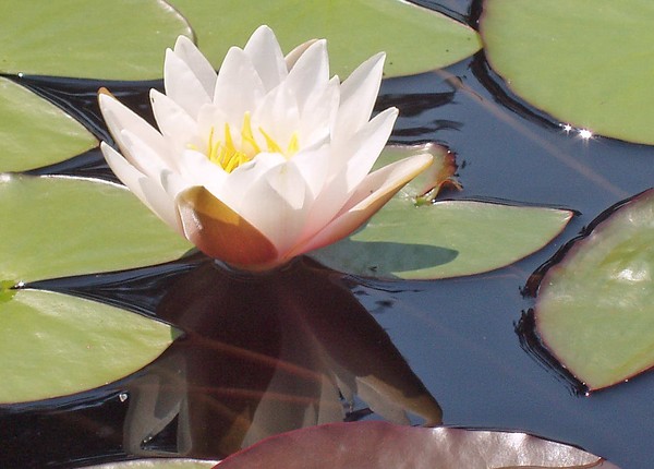 Flower6