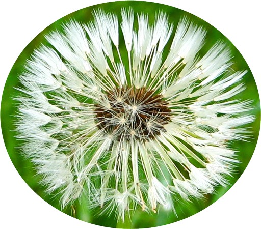 A dandee dandalion gone to seed.