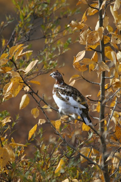 Fall Feathers