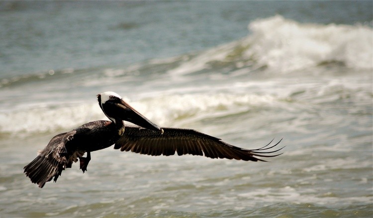 Brown Pelican in Duotone