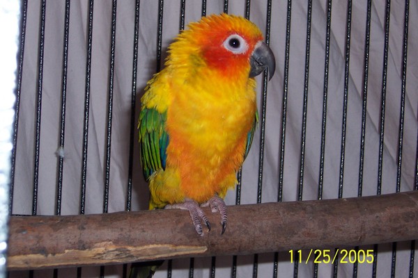 Sunny Girl