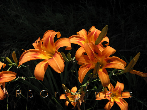 Wild Lilies