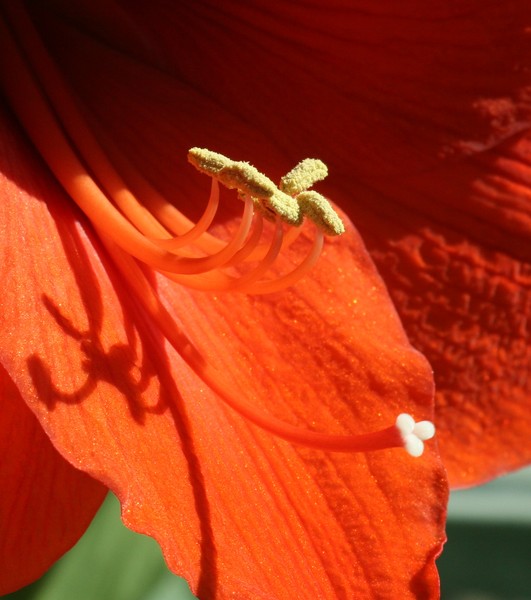 Amaryllis w/Shadows