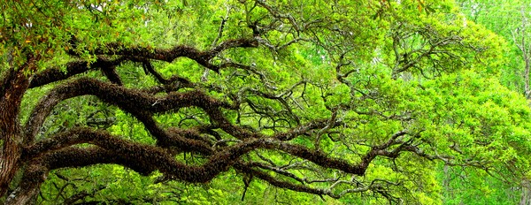Louisiana Tree