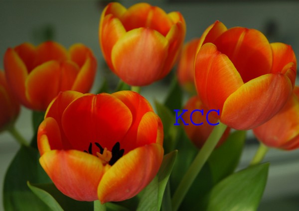 Happy Spring