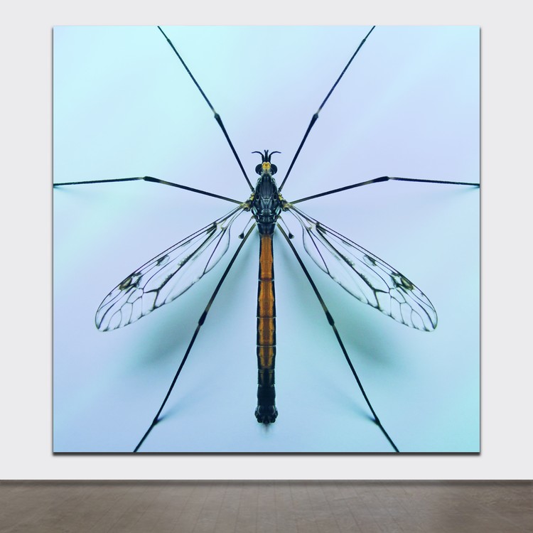 ANDREW CAMPBELL: BRITISH ARTIST: ART STUDIO PROTOTYPES: NETSCAPE: 05