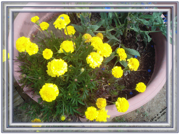 Marigold Friends