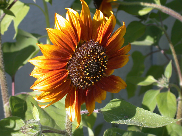 Sunfire 06