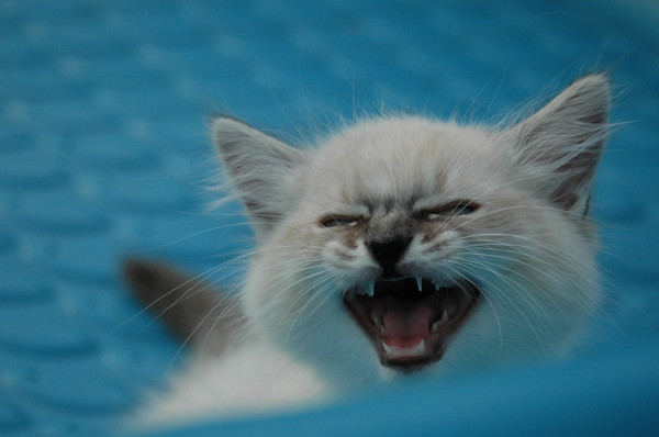 I don't want to swim!