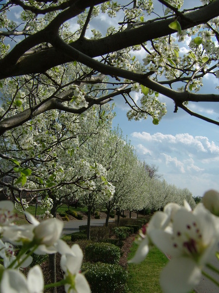 Snow Blossoms