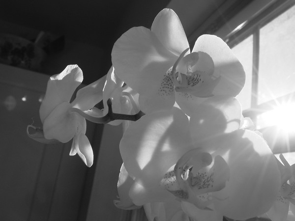 Sun orchids 