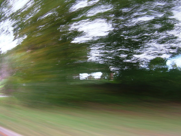 Swimming through the trees