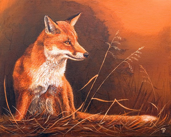 Sunset Fox