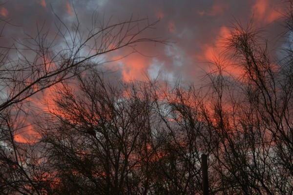 Looking Thru The Branches
