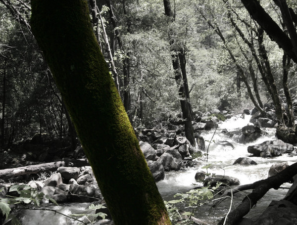 Moss