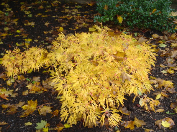 YELLOW MAPLE