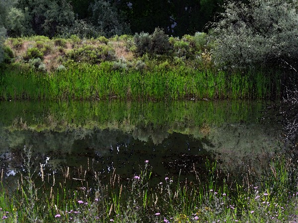 Water Scene