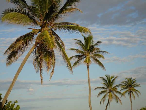 Palm Trees in Paradise