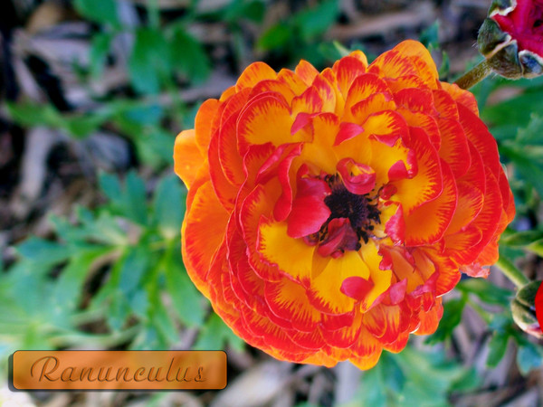 Ranunculus