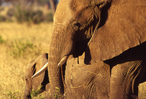 Elephant Tarangire
