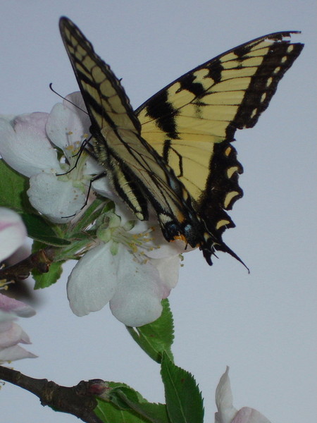 Spring Beauty