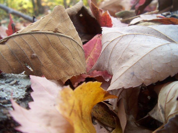 LEAVES!