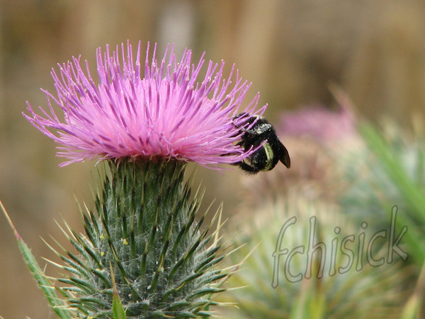 Bumble bee