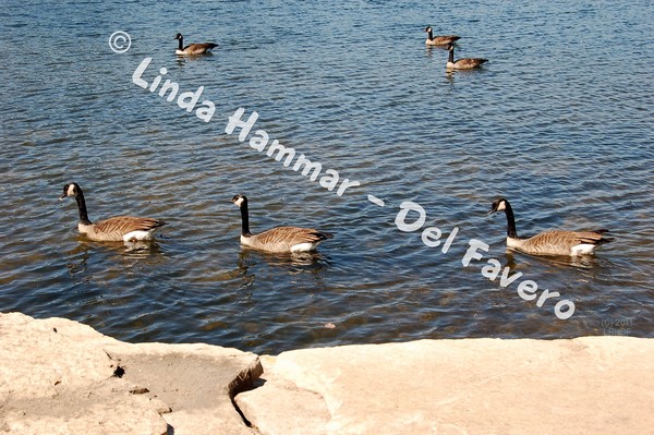 One Two Three Swimming Geese