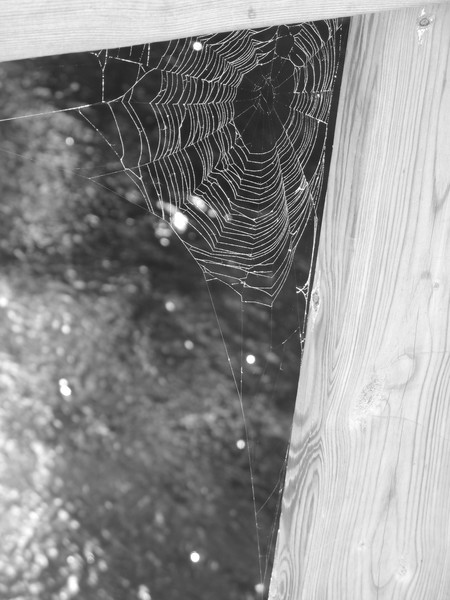 The web