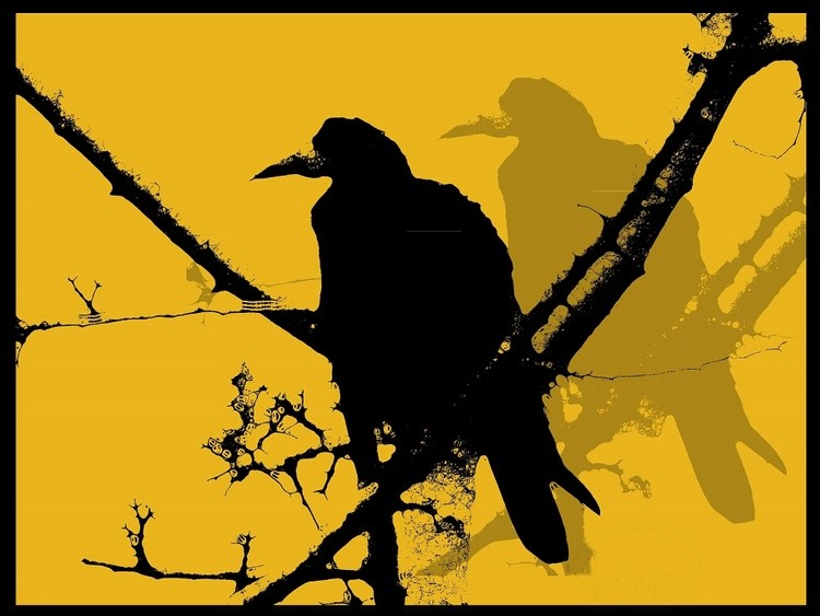 Raven